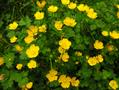 creeping buttercup